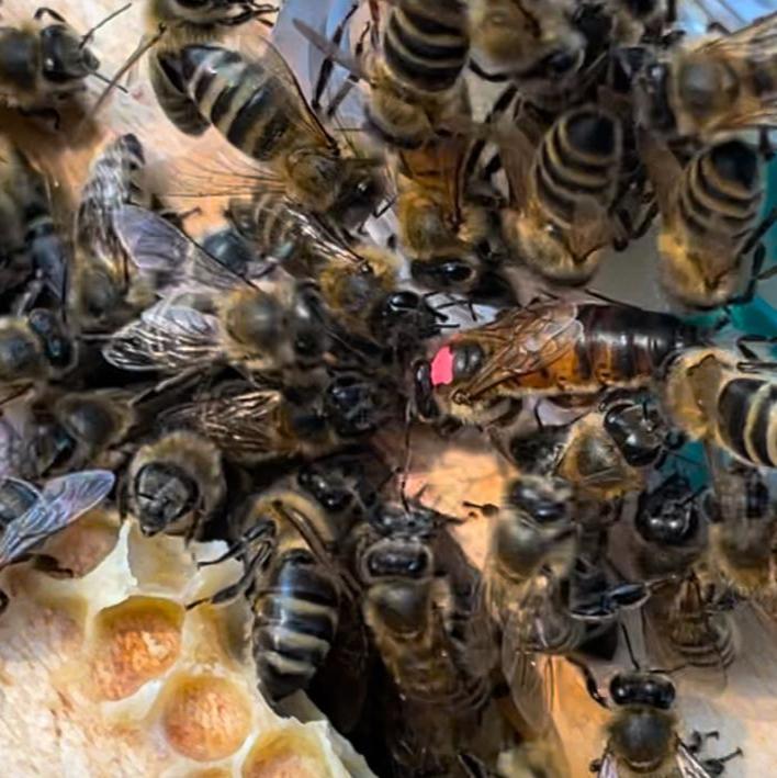 Bienenkönnigenen der Bienenrasse Carnica