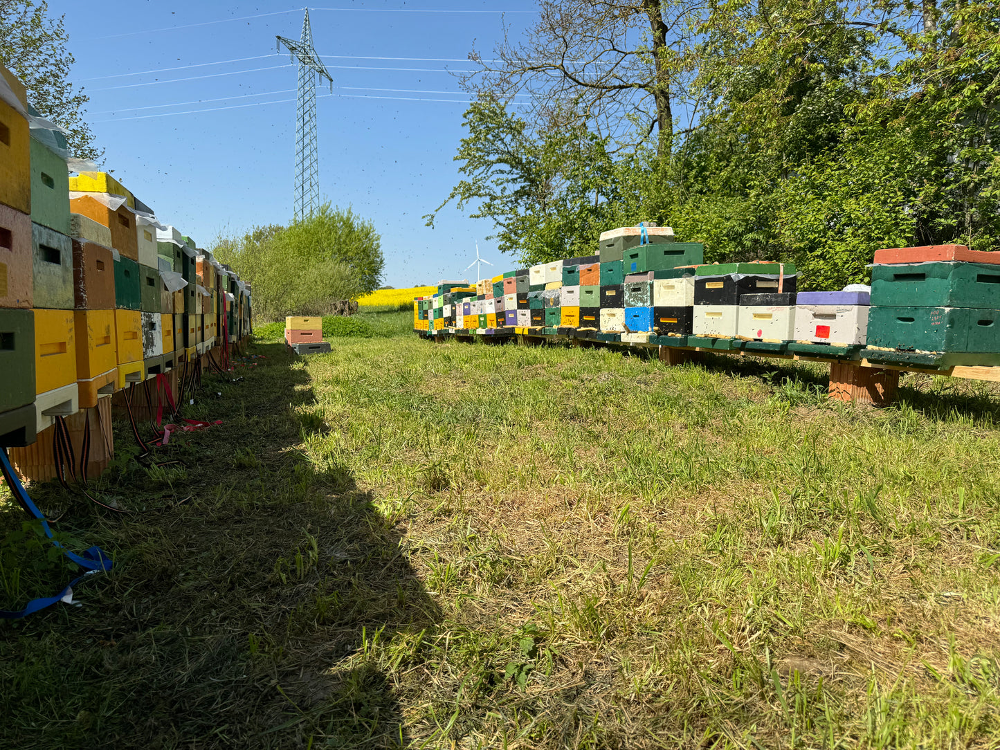 🐝 Professionelle Bestäubung mit Honigbienen – für Obstanbau, Gemüsefelder und landwirtschaftliche Kulturen