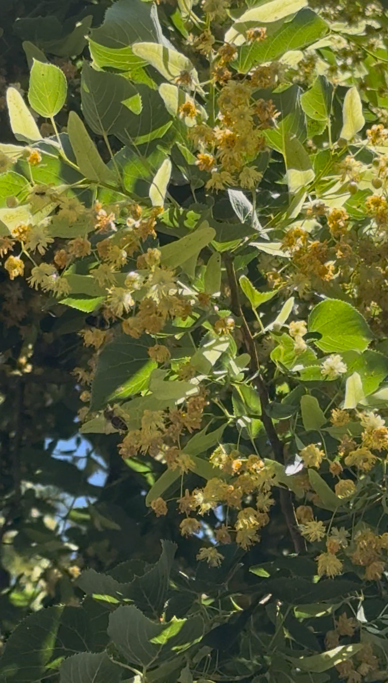 Lindenblütenhonig im Eimer 13 kg